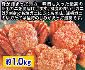 活毛蟹