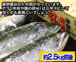 塩時鮭