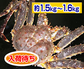 本たらば蟹